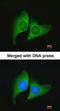 ERH MRNA Splicing And Mitosis Factor antibody, orb69754, Biorbyt, Immunocytochemistry image 
