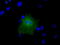 COBW Domain Containing 1 antibody, LS-C115563, Lifespan Biosciences, Immunofluorescence image 