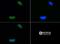 Histone Cluster 4 H4 antibody, NB21-2089, Novus Biologicals, Immunofluorescence image 