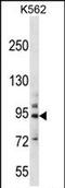 Protocadherin Beta 14 antibody, PA5-71675, Invitrogen Antibodies, Western Blot image 