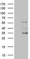 CASP8 And FADD Like Apoptosis Regulator antibody, TA804485, Origene, Western Blot image 