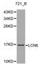 Lipocalin 6 antibody, PA5-75994, Invitrogen Antibodies, Western Blot image 