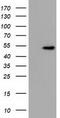 U2AF Homology Motif Kinase 1 antibody, CF501719, Origene, Western Blot image 