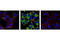 Ribosomal Protein S6 antibody, 4856S, Cell Signaling Technology, Immunocytochemistry image 