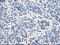 SDH antibody, LS-C114771, Lifespan Biosciences, Immunohistochemistry paraffin image 