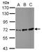 Peptidylprolyl Isomerase Like 4 antibody, NBP2-19901, Novus Biologicals, Western Blot image 