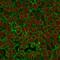 Epithelial Cell Adhesion Molecule antibody, NBP2-33051, Novus Biologicals, Immunocytochemistry image 