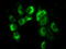 Lysyl Oxidase antibody, TA500867, Origene, Immunofluorescence image 