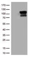 Serine/threonine-protein kinase B-raf antibody, CF500438, Origene, Western Blot image 