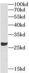 Apolipoprotein A1 antibody, FNab00488, FineTest, Western Blot image 