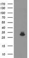 Potassium Channel Tetramerization Domain Containing 14 antibody, TA502636, Origene, Western Blot image 