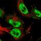 CD2 Cytoplasmic Tail Binding Protein 2 antibody, HPA041508, Atlas Antibodies, Immunofluorescence image 