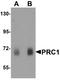 Protein Regulator Of Cytokinesis 1 antibody, A00160, Boster Biological Technology, Western Blot image 