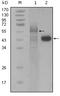 PRKC apoptosis WT1 regulator protein antibody, M03637, Boster Biological Technology, Western Blot image 