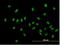 Zinc fingers and homeoboxes protein 1 antibody, H00011244-B01P-50ug, Novus Biologicals, Immunocytochemistry image 
