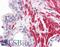 Olfactory receptor 51E1 antibody, LS-A1852, Lifespan Biosciences, Immunohistochemistry frozen image 