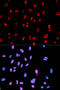 SAFB-like transcription modulator antibody, abx000151, Abbexa, Western Blot image 