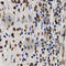 Early Growth Response 1 antibody, A7266, ABclonal Technology, Immunohistochemistry paraffin image 