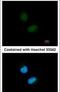 LXR beta antibody, PA5-29771, Invitrogen Antibodies, Immunofluorescence image 