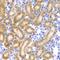 Neural Precursor Cell Expressed, Developmentally Down-Regulated 9 antibody, orb344432, Biorbyt, Immunohistochemistry paraffin image 