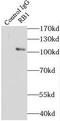 pRb antibody, FNab07141, FineTest, Immunoprecipitation image 