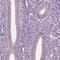 Colipase Like 1 antibody, PA5-67272, Invitrogen Antibodies, Immunohistochemistry frozen image 