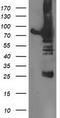Dipeptidyl Peptidase 3 antibody, TA503288, Origene, Western Blot image 