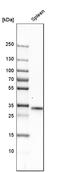 Complement C1q A Chain antibody, HPA002350, Atlas Antibodies, Western Blot image 