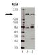 Nitric Oxide Synthase 1 antibody, LS-B3272, Lifespan Biosciences, Western Blot image 