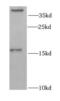 GABA Type A Receptor-Associated Protein antibody, FNab03274, FineTest, Western Blot image 