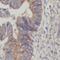 Protein deltex-1 antibody, FNab02553, FineTest, Immunohistochemistry frozen image 