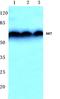 Protein kinase B antibody, AP06368PU-N, Origene, Western Blot image 