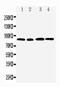 HMMR antibody, PA5-79376, Invitrogen Antibodies, Western Blot image 