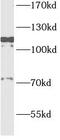 Ribosomal Protein S6 Kinase A5 antibody, FNab05378, FineTest, Western Blot image 