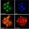 MEFV Innate Immuity Regulator, Pyrin antibody, GTX01092, GeneTex, Immunocytochemistry image 