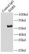 Aspartyl-tRNA synthetase, cytoplasmic antibody, FNab02245, FineTest, Immunoprecipitation image 