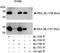 BAP antibody, A300-656A, Bethyl Labs, Immunoprecipitation image 