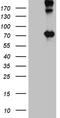 Optineurin antibody, TA812132S, Origene, Western Blot image 