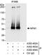 Nucleophosmin 1 antibody, A302-403A, Bethyl Labs, Immunoprecipitation image 