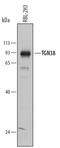 Trans-Golgi Network Protein 2 antibody, AF8059, R&D Systems, Western Blot image 