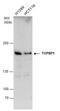 DNA Topoisomerase II Binding Protein 1 antibody, GTX104978, GeneTex, Western Blot image 