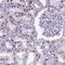 DNA Polymerase Epsilon 4, Accessory Subunit antibody, HPA071815, Atlas Antibodies, Immunohistochemistry frozen image 