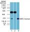 Dickkopf WNT Signaling Pathway Inhibitor 1 antibody, PA5-23187, Invitrogen Antibodies, Western Blot image 