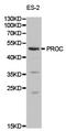 Protein C, Inactivator Of Coagulation Factors Va And VIIIa antibody, LS-C192878, Lifespan Biosciences, Western Blot image 