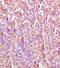 Growth Hormone Receptor antibody, orb10712, Biorbyt, Immunohistochemistry paraffin image 