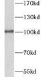 Scm-like with four MBT domains protein 2 antibody, FNab07784, FineTest, Western Blot image 