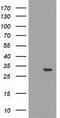 Pyrroline-5-Carboxylate Reductase 2 antibody, CF501901, Origene, Western Blot image 