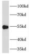 Pyruvate Dehydrogenase Complex Component X antibody, FNab06271, FineTest, Western Blot image 