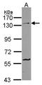 Protocadherin-1 antibody, LS-C186370, Lifespan Biosciences, Western Blot image 