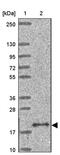 AP-1 complex subunit sigma-1A antibody, PA5-63913, Invitrogen Antibodies, Western Blot image 